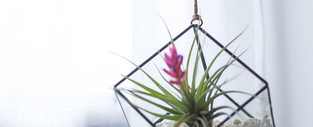 3 Ideal Spots for a Hanging Terrarium