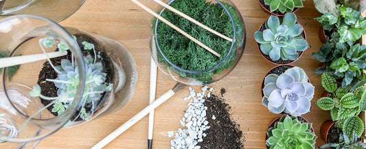 A Guide to Springtime Succulent Care