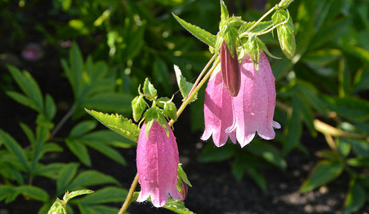 Roadsidia : Five Roadside Flowers That Make Great Cut Flowers