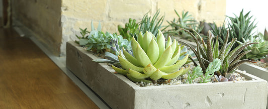 DIY Concrete Succulent Planter