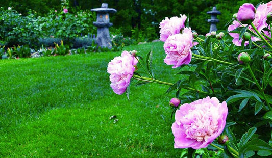 Flower Arranging 101: Large-Blossomed Flowers with Derek