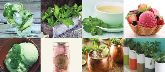 How To Grow Mint with Indoor Grow Kits