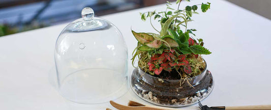 How to Create a Closed Terrarium