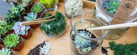 Repotting Succulents 101