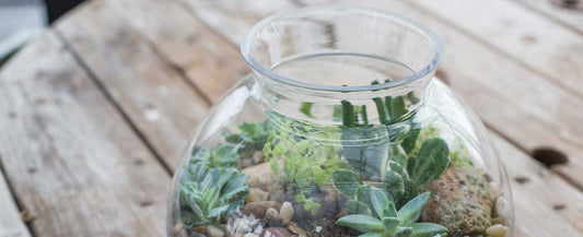 Succulent Care Tips