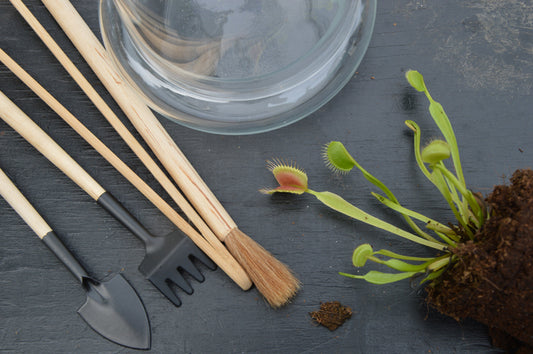 Venus Flytrap plant with cloche terrarium and terrarium tools