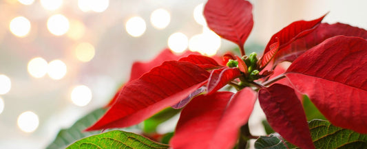 How to Decorate your Plant Amp for the Holidays