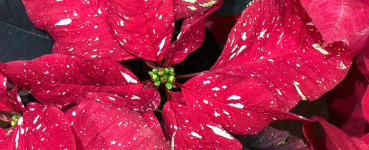 Plants 101: Poinsettias