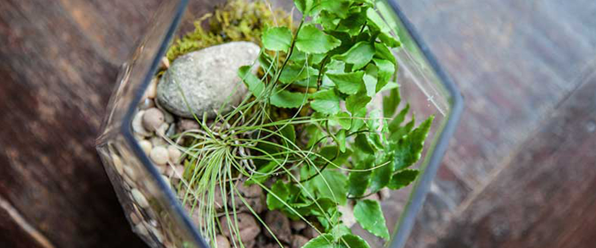 Live Moss for Indoor Plants, Terrariums, Hanging Baskets and