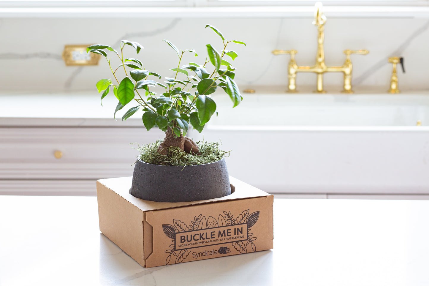 "Buckle Me In" Vase and Plant Carrier