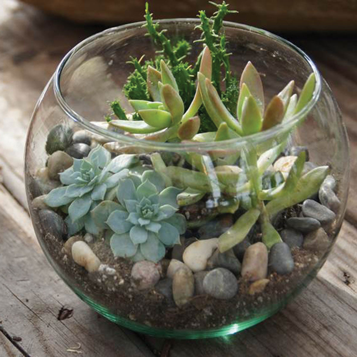 small bubble ball in use as a terrarium