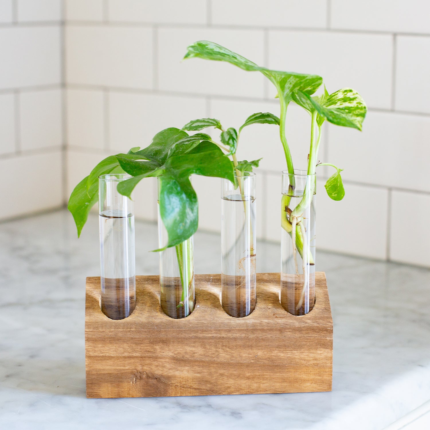 propagation kit for plants