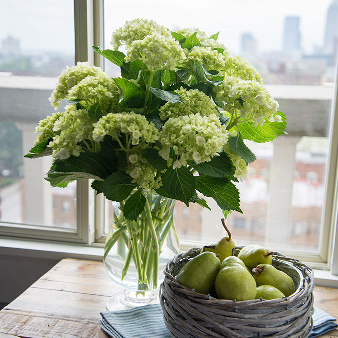 The 9 inch Charlotte vase is filled with lush green hydrangeas, the delicate flowers creating a full, rounded arrangement, positioned on a wooden table by a window with cityscape views, accompanied by a basket of green pears.