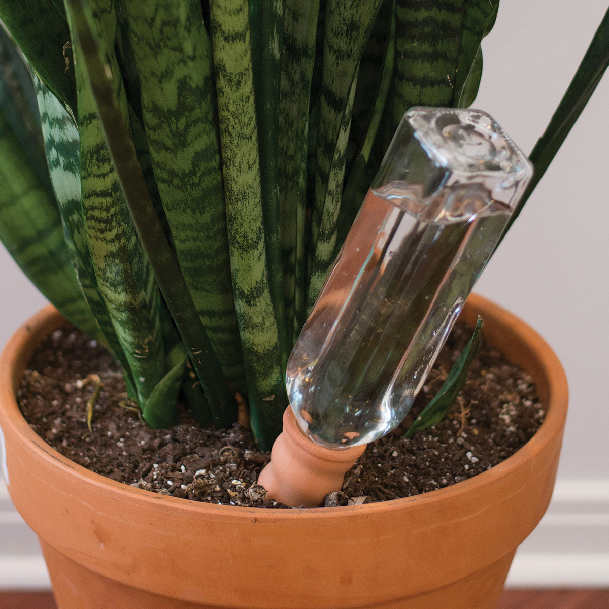 Never Dry Plant Pal Singles