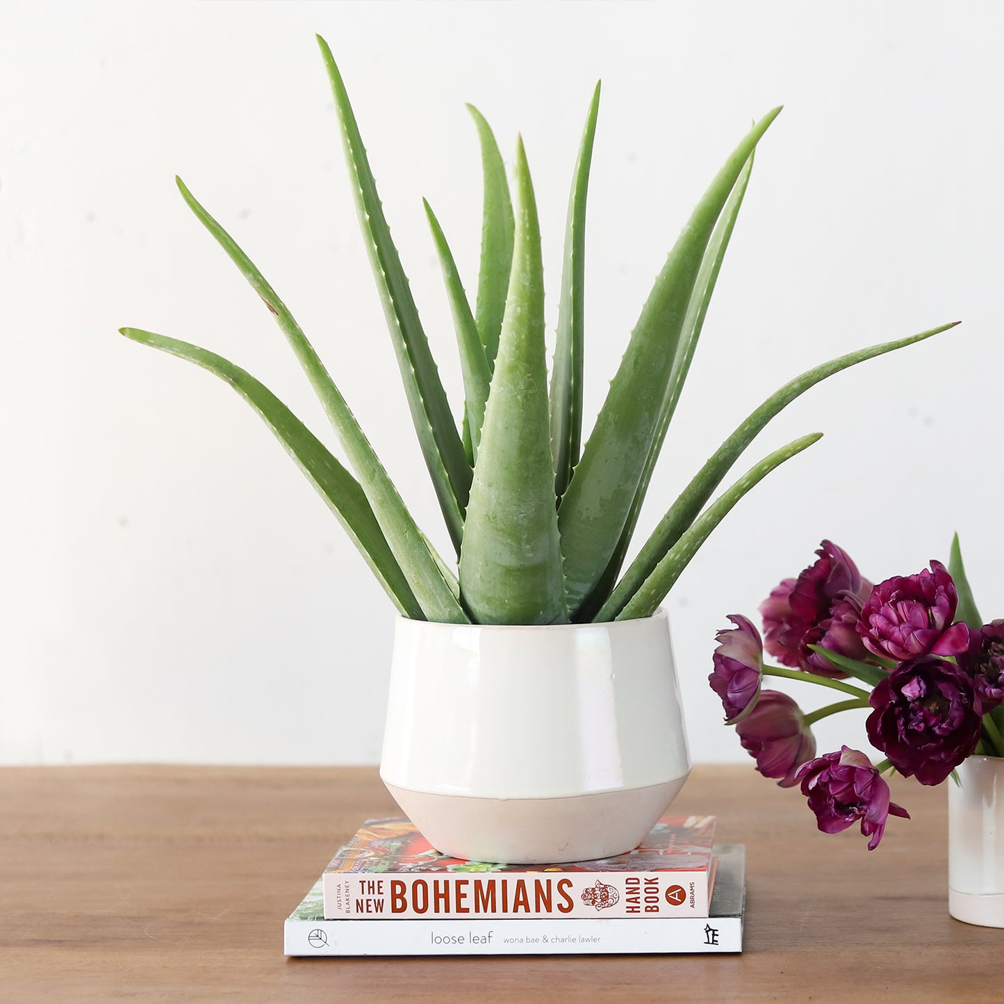 An aloe plant in a ceramic tapered crock.