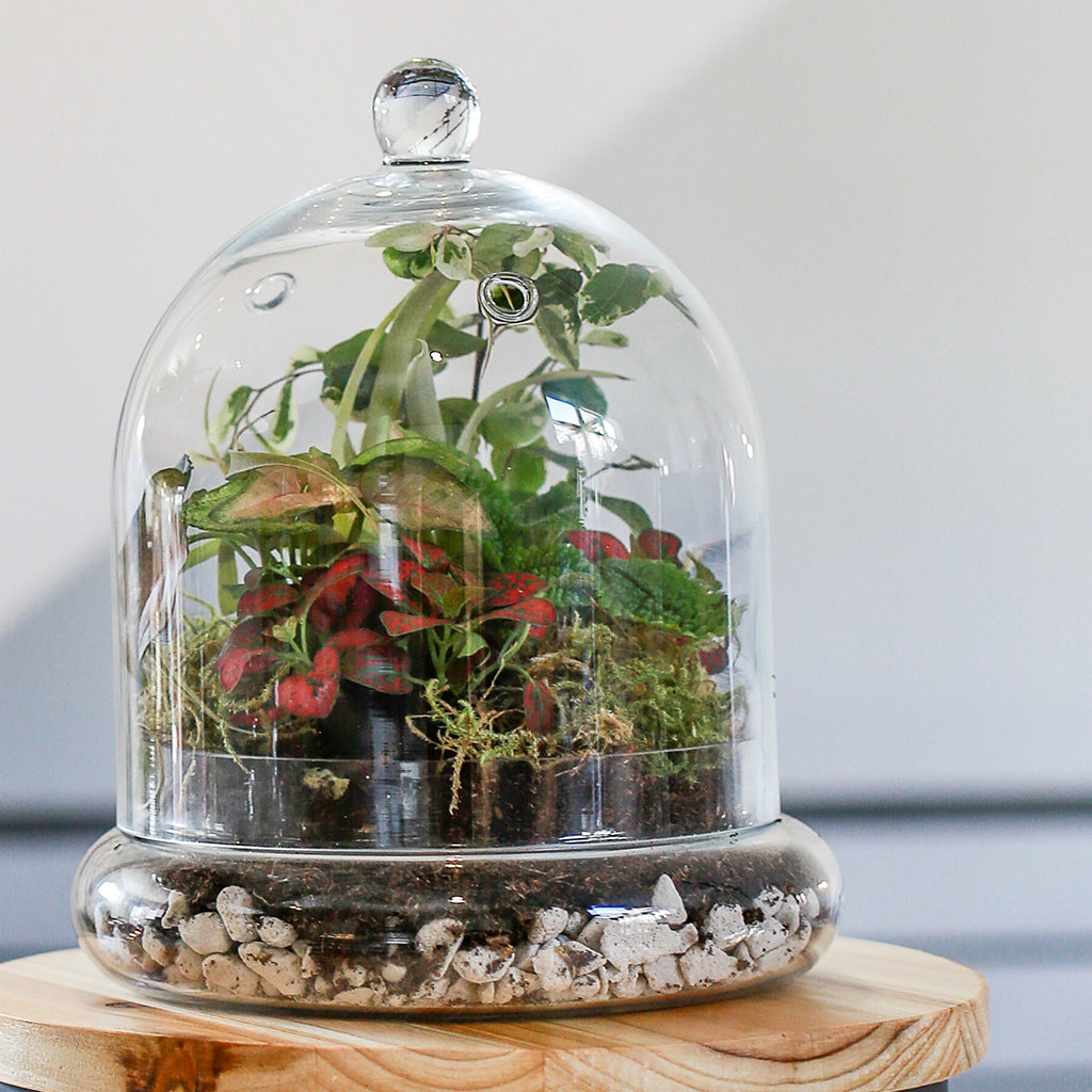 Medium Cloche Kit