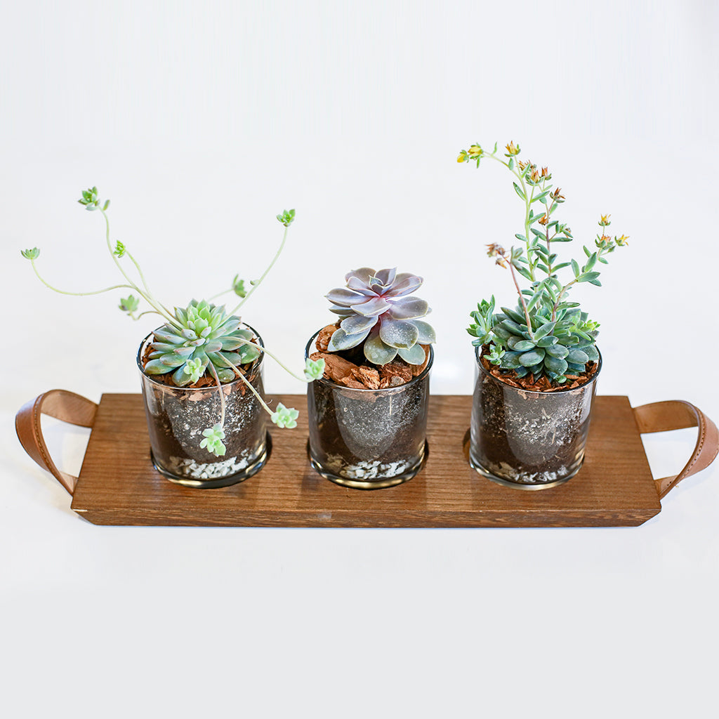 Succulent Flight