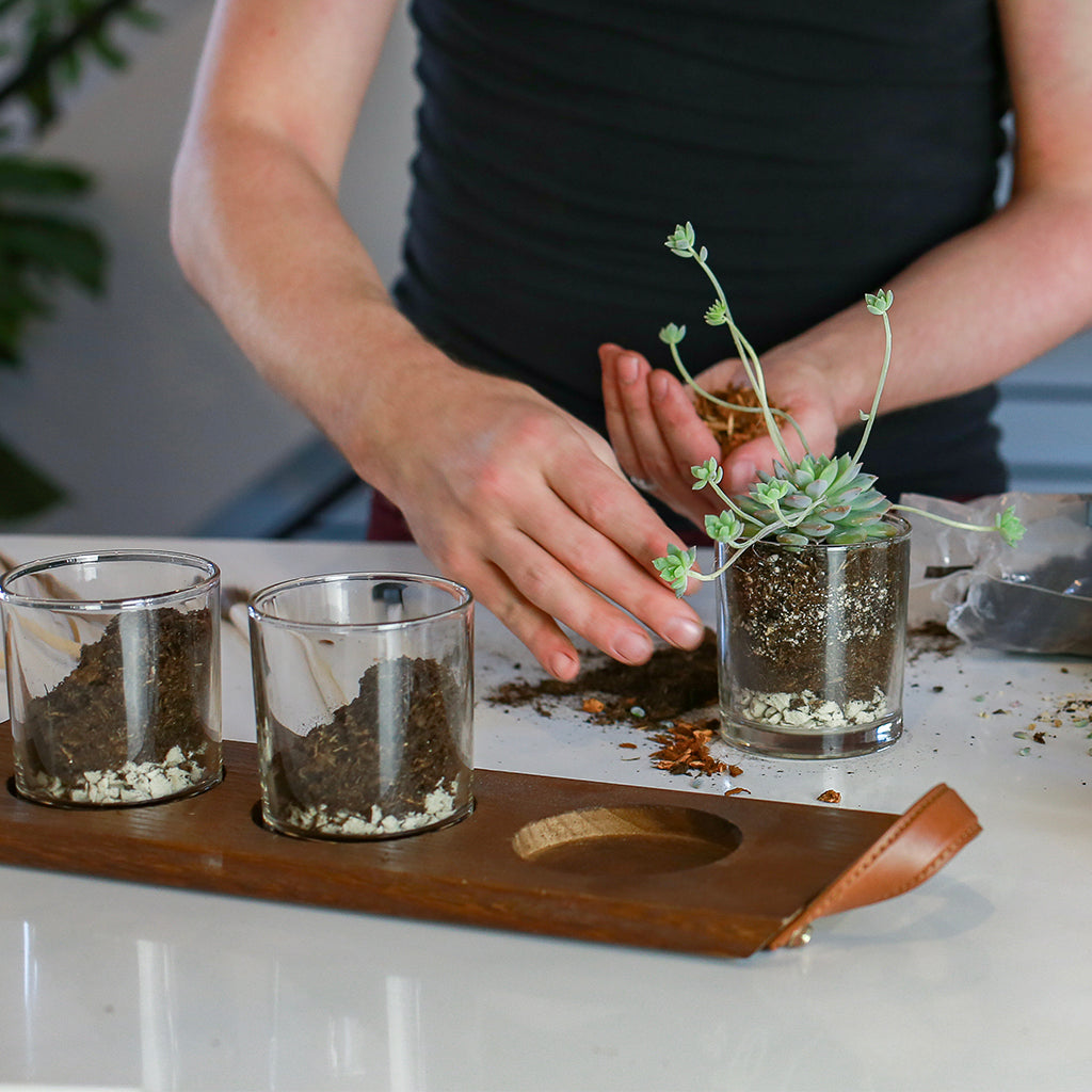 Succulent Flight