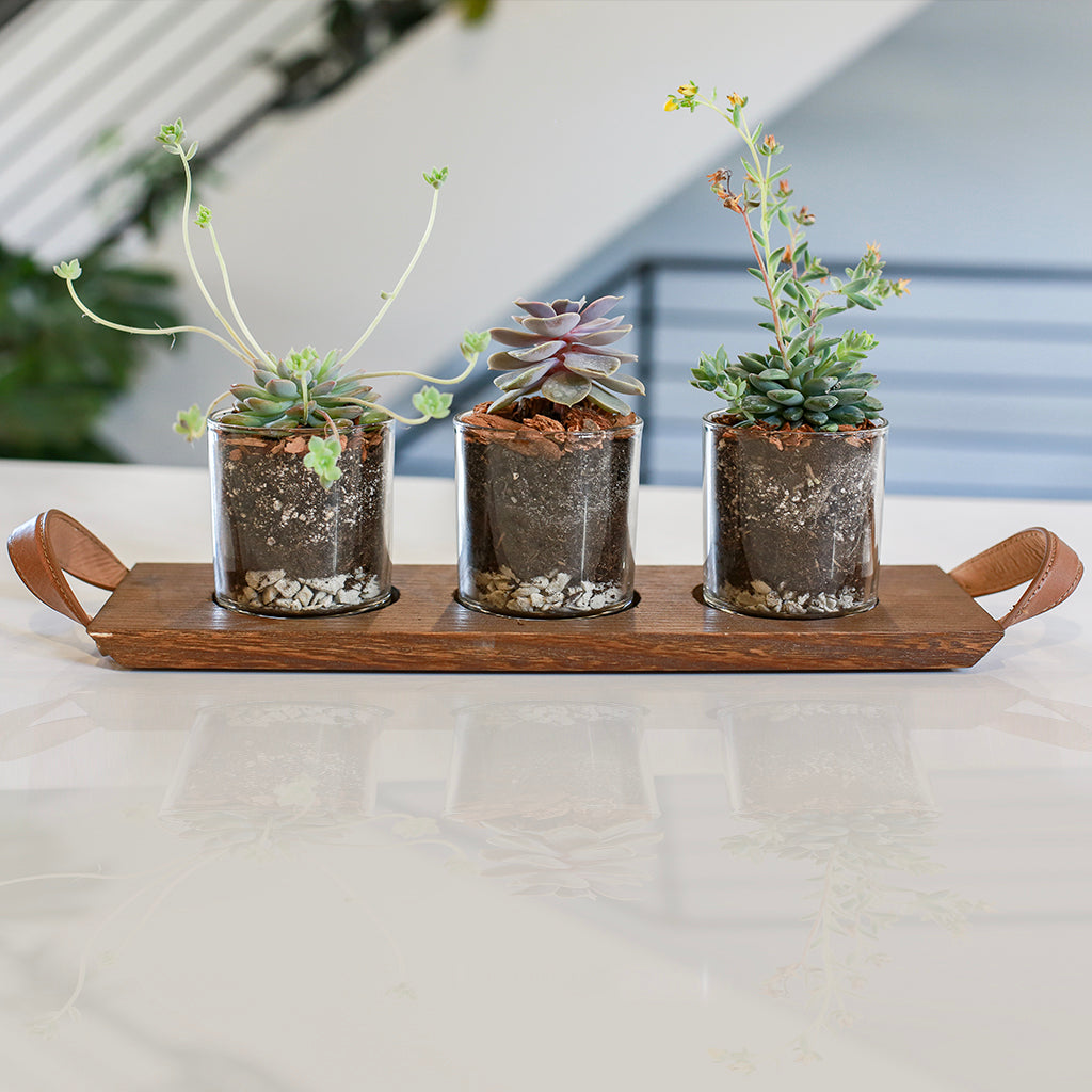 Succulent Flight