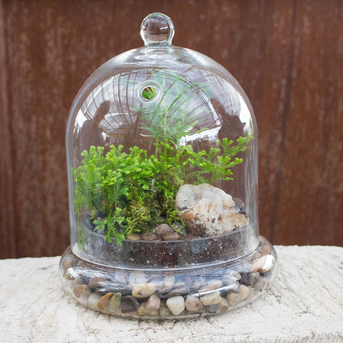 medium cloche terrarium with small plants rocks and moss outside 