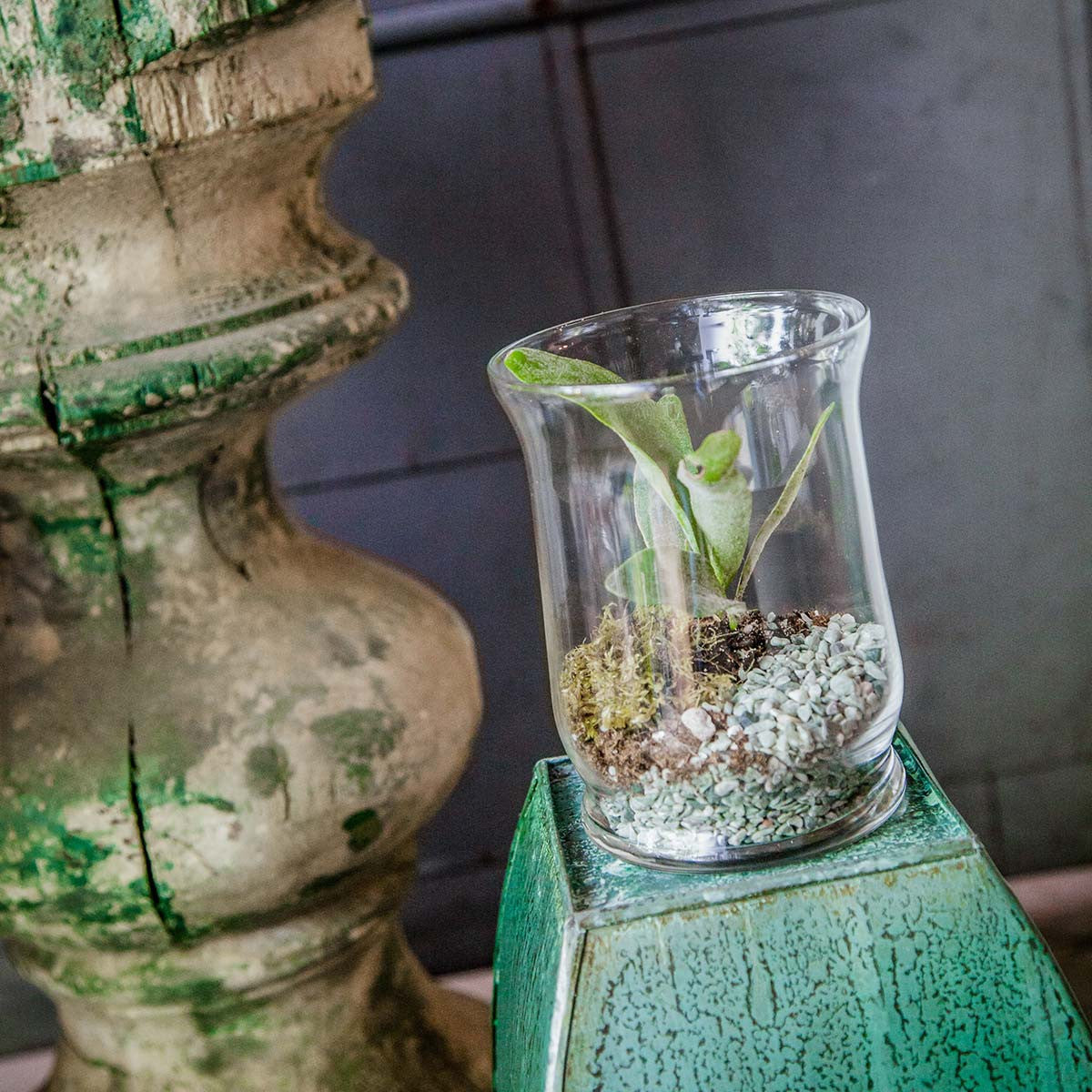 hurricane vase in use as a terrarium
