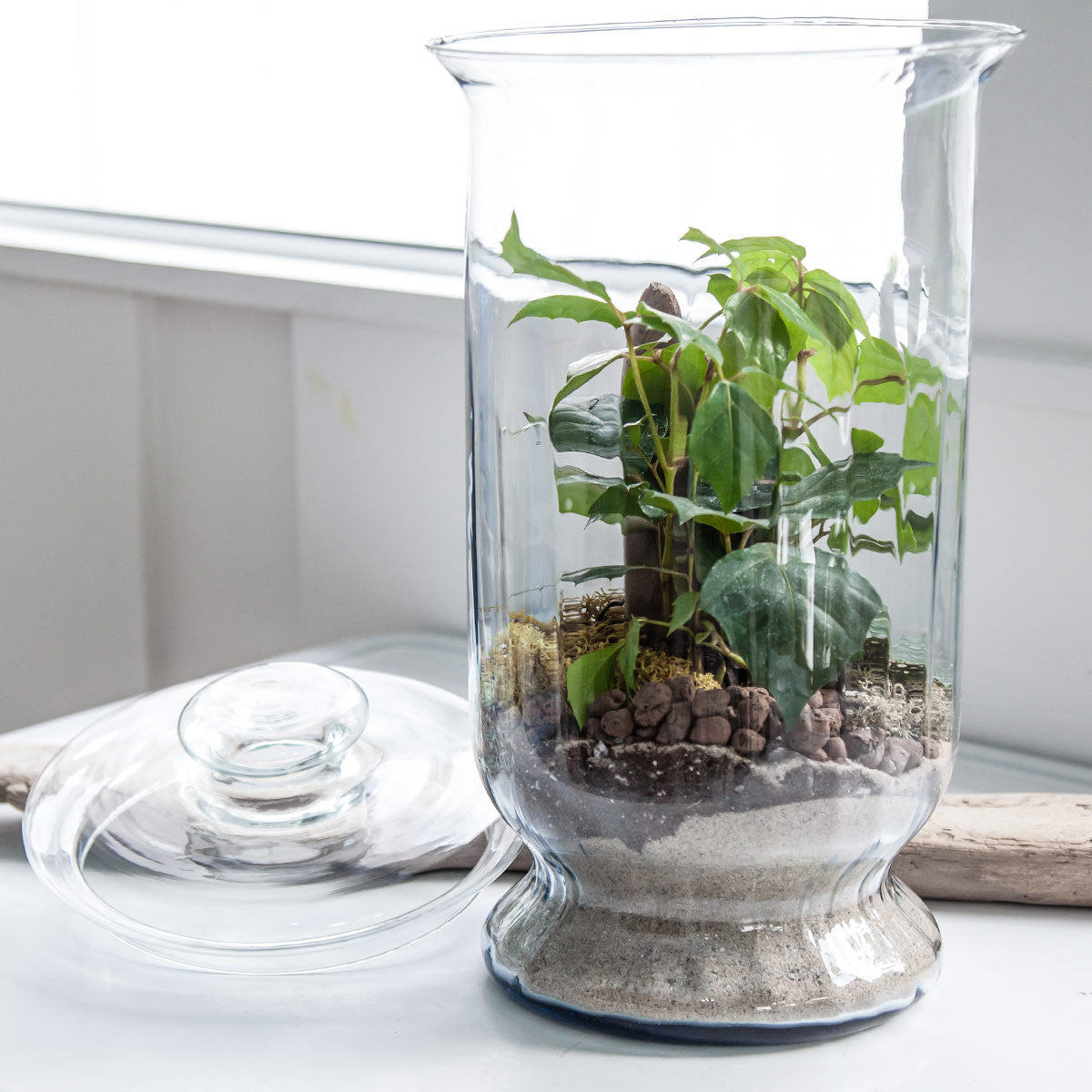 tall hurricane vase as terrarium on table next to lid