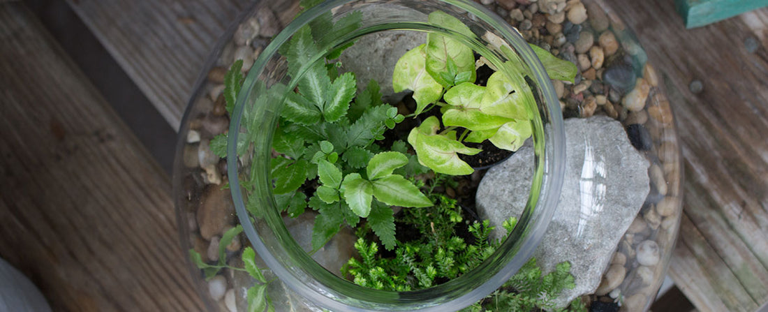4 Glass Terrarium Containers for Fall Décor