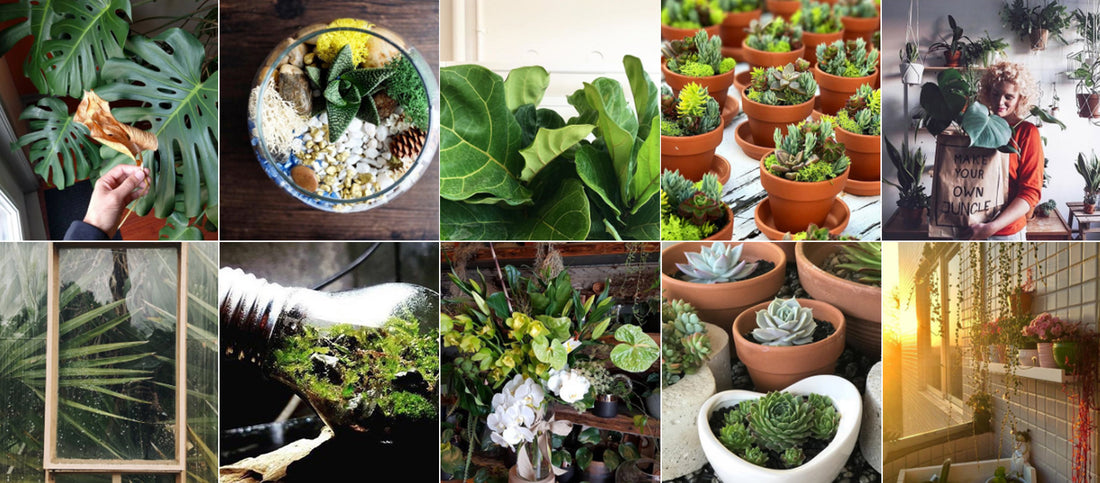 10 Amazing Instagram Accounts for Terrarium Lovers