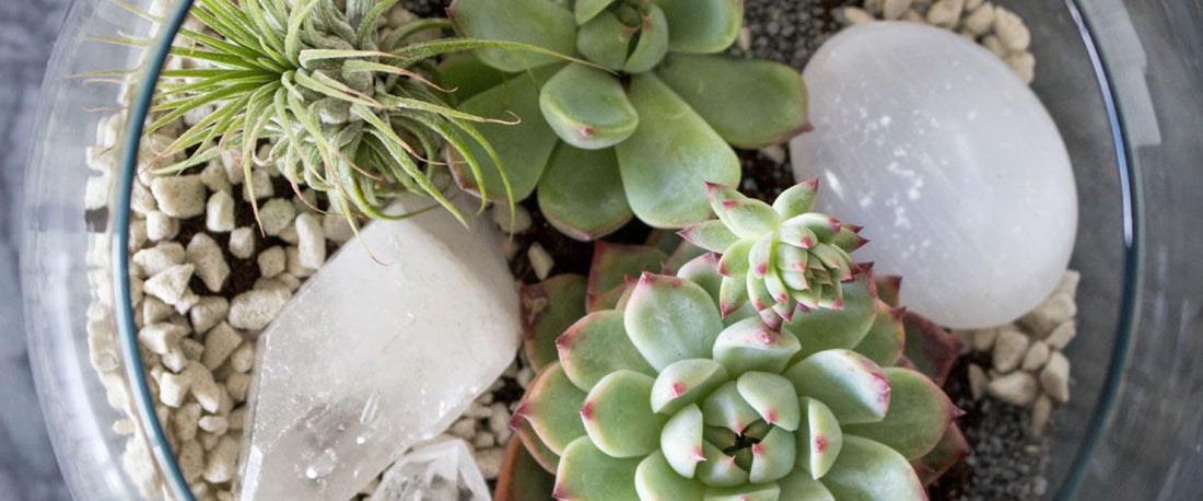 4 reasons to repot succulents