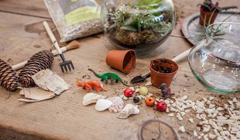 How to Create a Terrarium With Your Kids