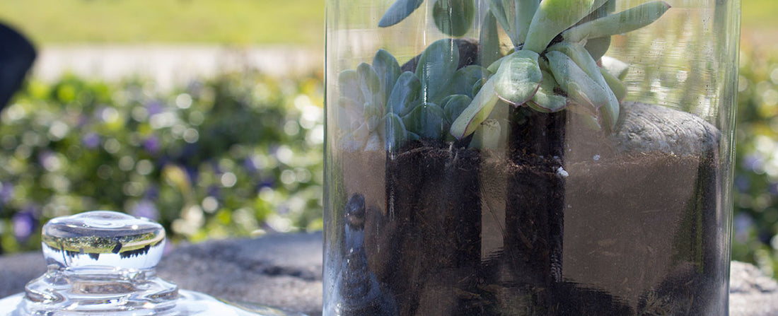 4 DIY Terrarium Tips for Beginners