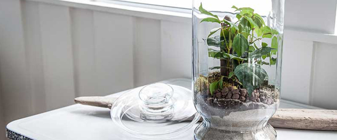 6 terrarium containers for closed terrariums