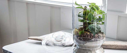 6 terrarium containers for closed terrariums