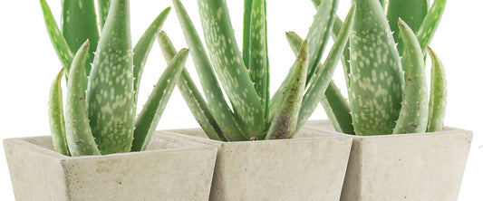 3 Tips for Growing Succulents in Terrariums