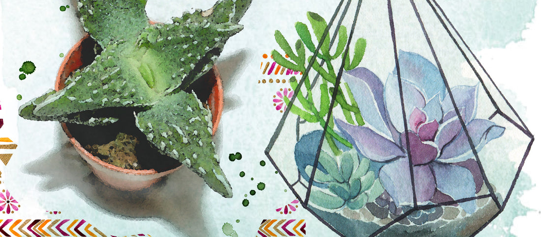 9 Best Succulents for Your Terrarium