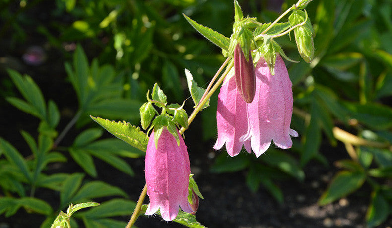 Roadsidia : Five Roadside Flowers That Make Great Cut Flowers