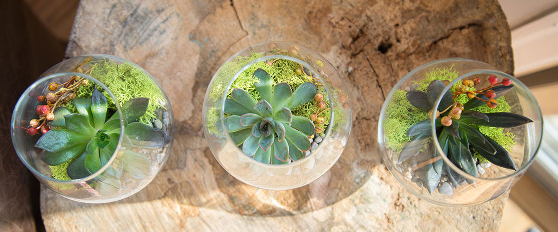 How to Care for Succulents in Terrarium Containers
