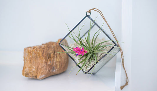 Terrarium Containers Perfect for Air Plants