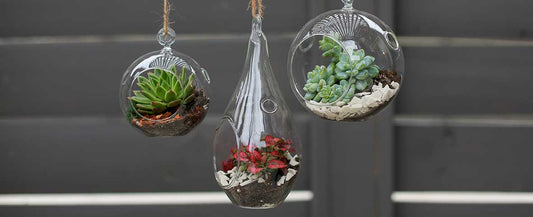 DIY Hanging Terrrariums