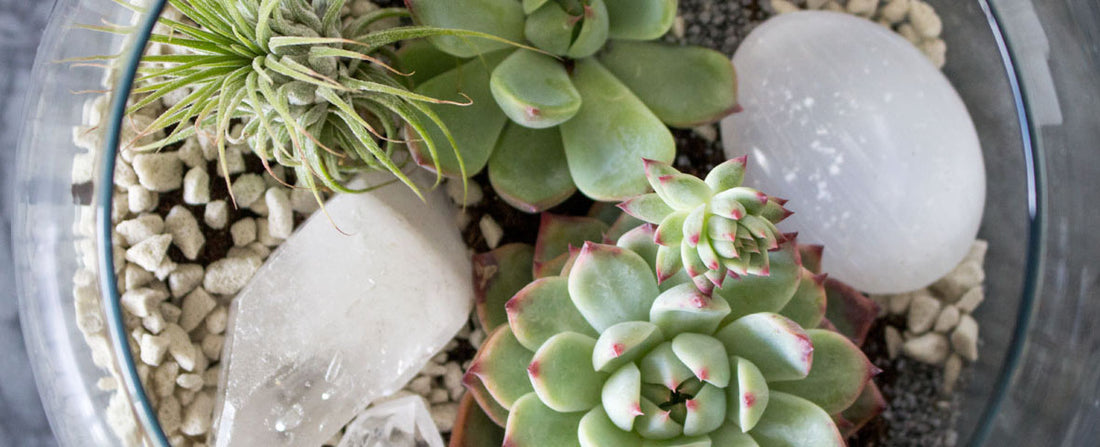 DIY Succulent Garden in a Terrarium Container