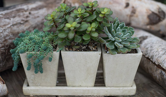 urban earth trio planter