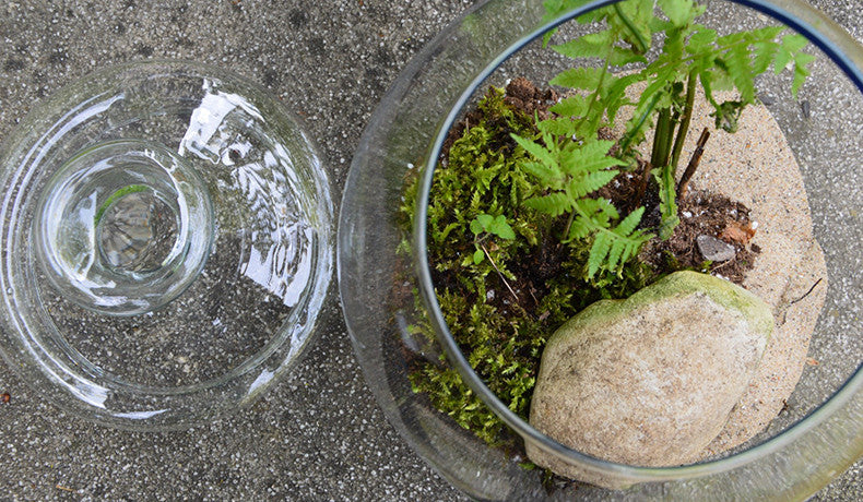 How to Create a Foraged Terrarium with Derek