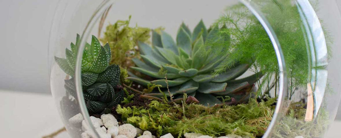 5 Indoor Grow Kits for Beginner Gardeners