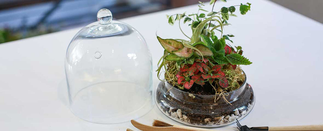 How to Create a Closed Terrarium