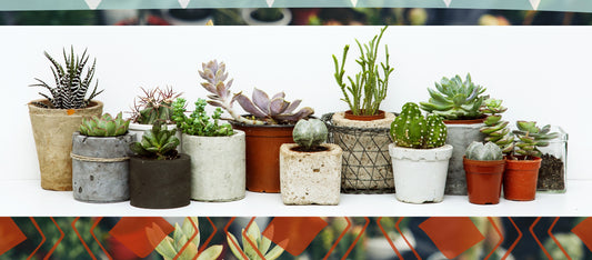 How to Plant Succulents in Planters