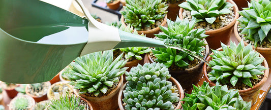 How often should you water your succulents