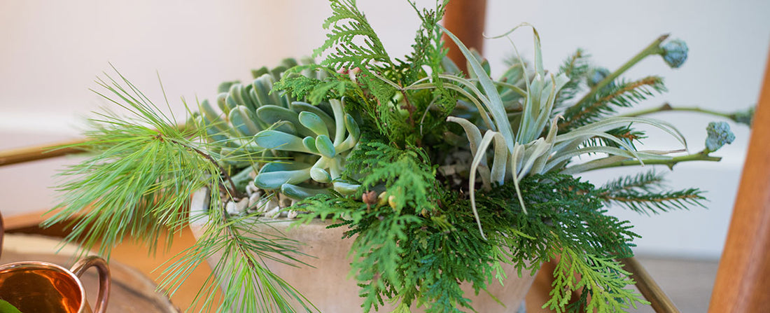 10 Inspiring Winter Indoor Planters