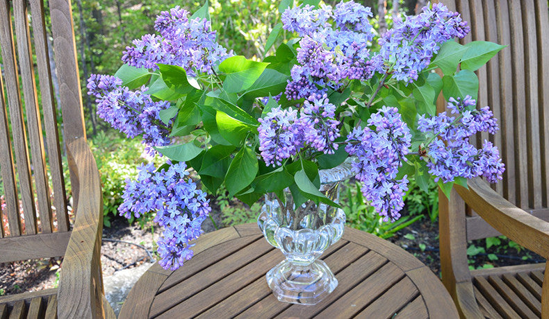 Expert Advice from Derek: Getting the Most Out of Cut Lilacs