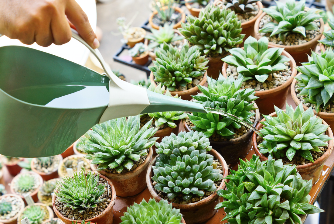 How to Make a Hanging Terrarium with Succulents