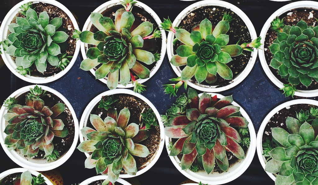 Artificial light for online succulents